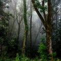 Farm Glowing Woodlands Upright